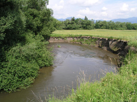 Typický biotop vážok: rieka