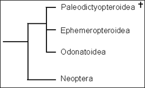 Fylogenetické vzťahy krídlatého hmyzu