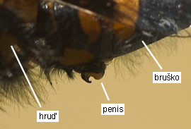 Vážka Leucorrhinia rubicunda, penis samca