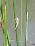 Coenagrion scitulum - exúvium