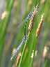 Coenagrion scitulum - párenie