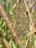 Lestes viridis - kladenie vajíčok