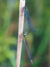 Coenagrion lunulatum - párenie
