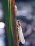 Coenagrion lunulatum - liahnutie