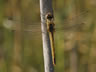 Sympetrum fonscolombii - samica