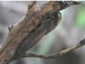 Brachytron pratense - larva