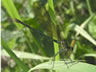 Calopteryx splendens - samica