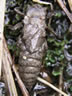 Cordulegaster bidentata - larva