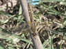 Crocothemis erythraea - samica
