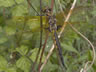 Epitheca bimaculata - samec