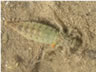 Gomphus flavipes - larva
