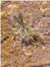 Orthetrum brunneum - larva