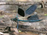 Calopteryx splendens - samec