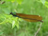 Calopteryx virgo - samica