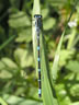 Coenagrion pulchellum - samica