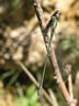 Lestes viridis - samec