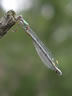 Lestes viridis - samica