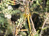 Sympetrum fonscolombii - mladý samec